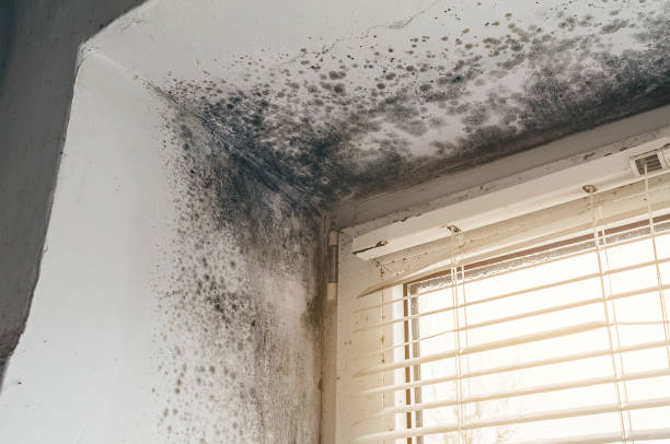 Affordable Mold Removal solutions in Wheaton, IL
